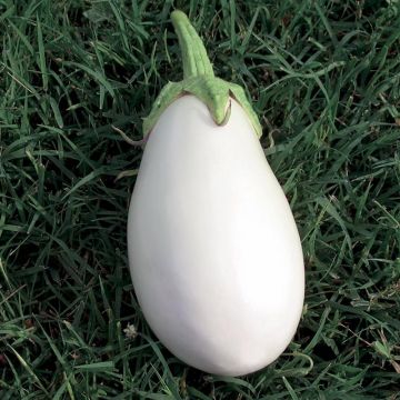 Aubergine Clara F1 GRAFTED ORGANIC seedlings