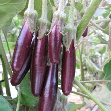 Aubergine Little Fingers - Ferme de Sainte Marthe seeds