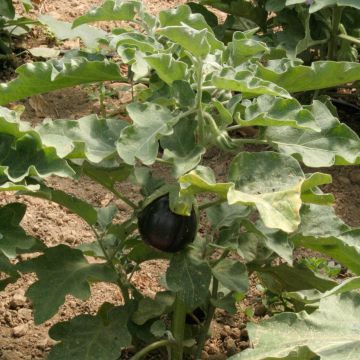 Aubergine Monstrueuse de New-York - Ferme de Sainte Marthe seeds