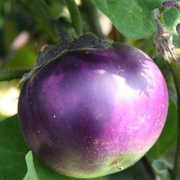 Aubergine Ronde de Valence - Ferme de Sainte Marthe seeds