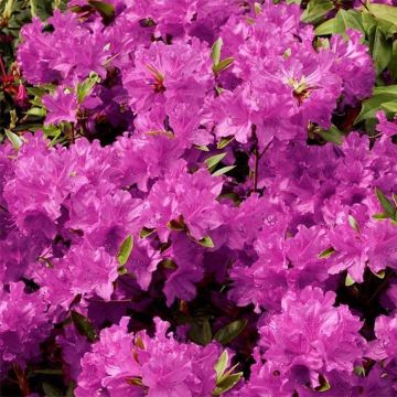 Japanese Azalea Purple Splendor