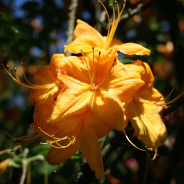 Azalea mollis Klondyke