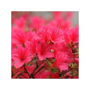 Azalea japonica Madame Galle