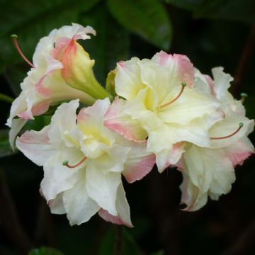 Azalea Cannons Double