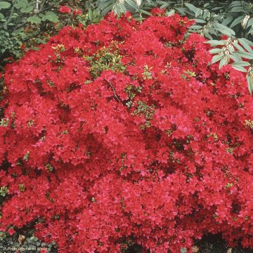 Japanese Azalea Hino-Crimson