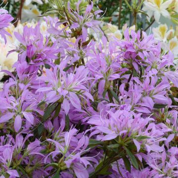 Rhododendron macrosepalum Koromo-shikibu - Large-sepaled Azalea