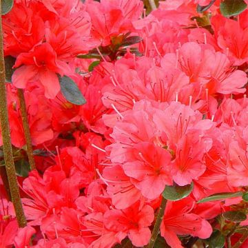 Azalea japonica Mothers Day