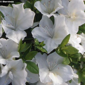 Rhododendron kaempferi Eucharis - Japanese Azalea