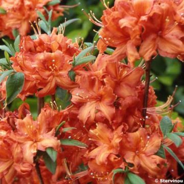 Azalea Fire Ball