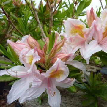 Rhododendron Irene Koster