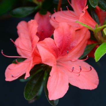 Azalea japonica Tamanini