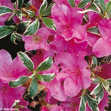 Japanese Azalea Silver Queen