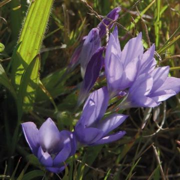 Babiana stricta Zwanenburg Glory - Blue Baboon Flower