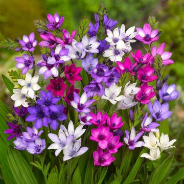 Babiana stricta - Blue Baboon Flower