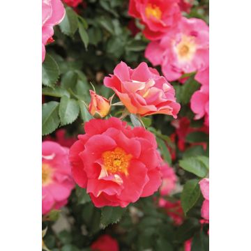 Rosa 'Max Bajazzo' - Climbing Rose 