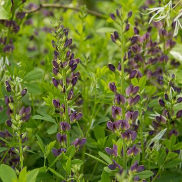 Baptisia australis var. minor Dark Blue - False Indigo