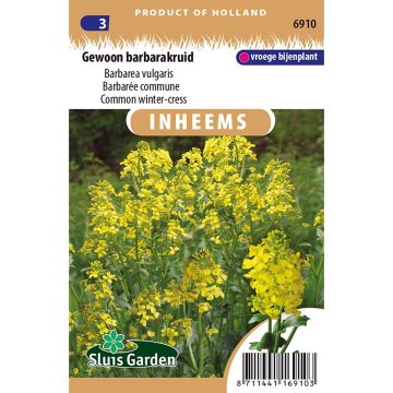 Barbarea vulgaris - Land cress