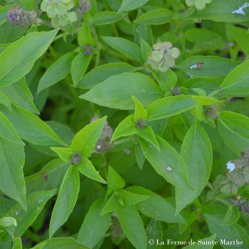 Basilic Anis AB - Ferme de Ste Marthe