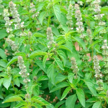 Lime Basil - Ferme de Sainte Marthe untreated seeds