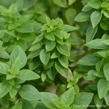 Greek Basil - Ferme de Sainte Marthe Seeds