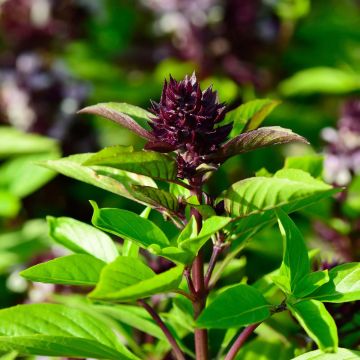 Thai Basil Siam Queen