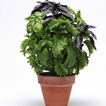 Mix Basil - Ocimum basilicum