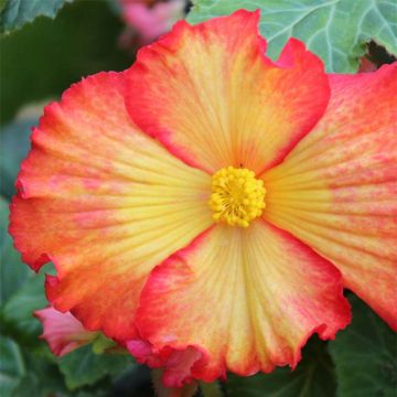 Begonia x tuberhybrida Yellow-Red