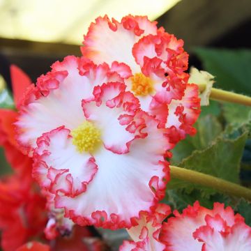 Begonia crispa Marginata White-Red - Begonia bulbs