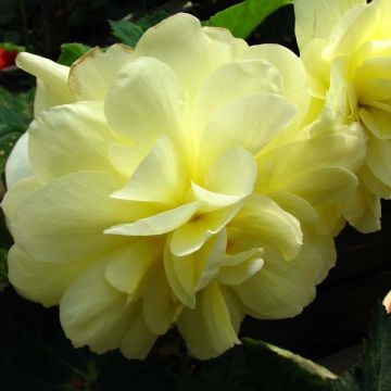 Yellow Begonia grandiflora - Begonia bulbs