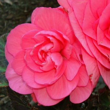 Pink Begonia grandiflora - Begonia bulbs