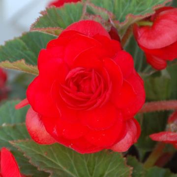 Red Begonia grandiflora - Begonia bulbs