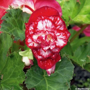 Begonia Marmorata