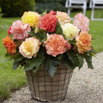 Begonia multiflora pastel Mix