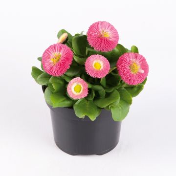 Bellis perennis Bellastar Compact Rose - Daisy