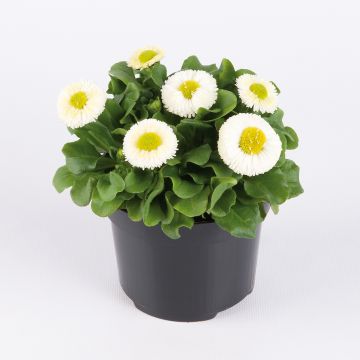 Bellis perennis Bellastar Compact White - Daisy