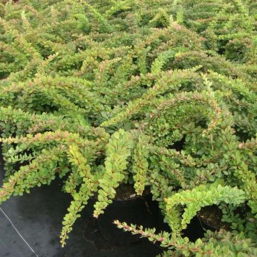 Berberis thunbergii Green Carpet - Barberry