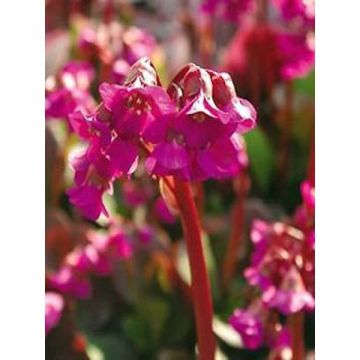 Bergenia cordifolia Eroïca - Elephant's Ears