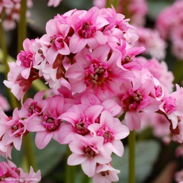 Bergenia Dragonfly Series Sakura - Elephant's Ears