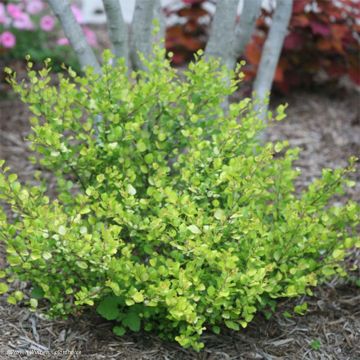 Betula nana Golden Treasure - Dwarf Birch