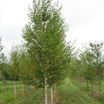 Betula nigra Heritage - Birch