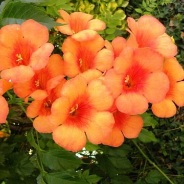 Campsis radicans Indian summer