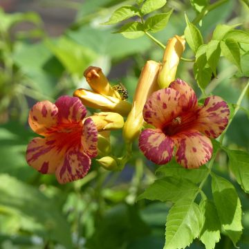 Campsis radicans x grandiflora Orangeade