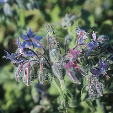 Borage Seeds