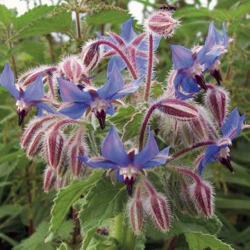 Borage seeds - Borago officinalis