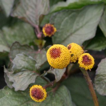 Cresson du Brésil Rouge Bio - Bredy Mafana - Ferme de Sainte Marthe seeds