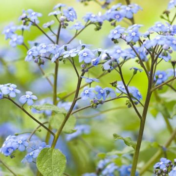 Brunnera macrophylla - Siberian Bugloss