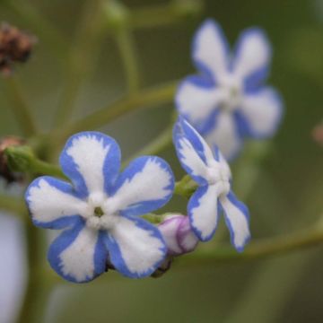 Brunnera macrophylla Starry Eyes - Siberian Bugloss