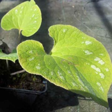 Brunnera macrophylla Silver Wings, Myosotis du Caucase