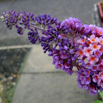 Buddleja Flower Power - Butterfly Bush