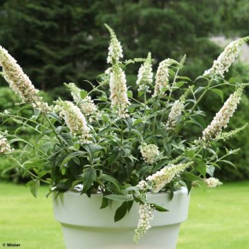 Buddleia White Chip - Butterfly Bush